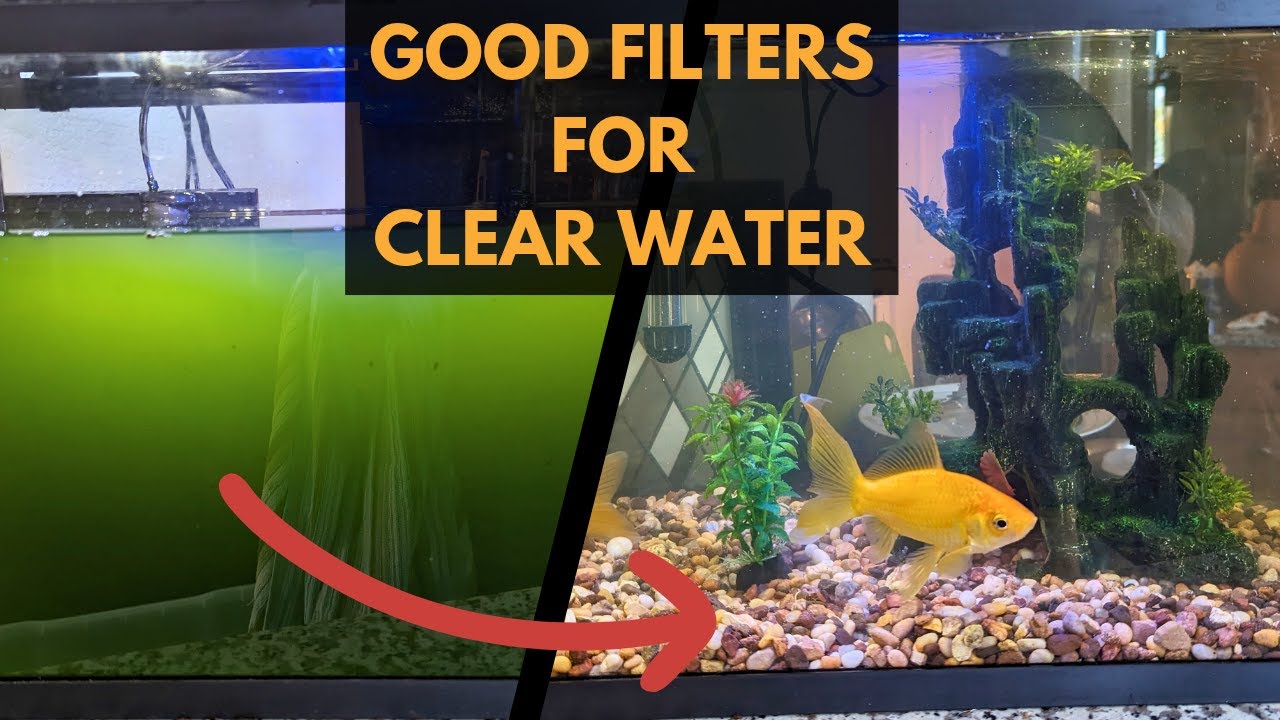 How to Clean Your Aquarium for a Specific Species: Expert Tips