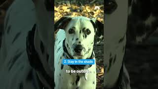 Keeping your pets safe in the heat