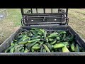 Harvesting Luffas-Nature's Sponge