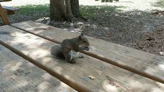 2019 05 01 24 FEED SQUIRRELS PEANUTS