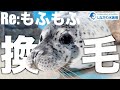 しぶきの換毛＠しながわ水族館【ゴマフアザラシ】