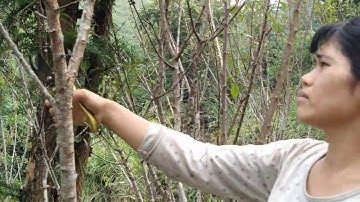 Hướng dẫn cách chăm sóc cắt tỉa cành cây mận cho năng suất cao, siêu đậu quả, trái to, mọng nước..