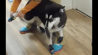 Booties on Huskies by JustFluffinAround 418 views 3 months ago 1 minute, 4 seconds