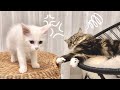 一緒に座らせてくれない先住猫に子猫がキレちゃいました…