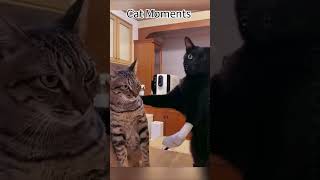 mo mentot kucing