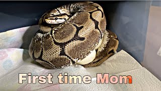 MY BALLPYTHON'S FIRST CLUTCH