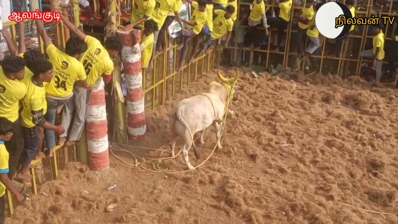 ஆலங்குடி அருகே முத்து முனீஸ்வரர் ஆலய மாசி திருவிழாவை முன்னிட்டு நடைபெற்ற ஜல்லிக்கட்டு போட்டி!!