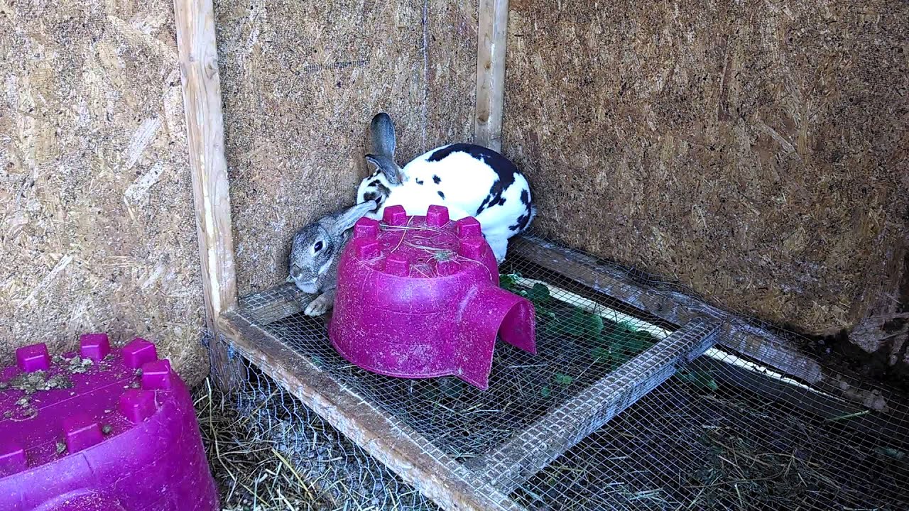 Rex rabbit mating fall off YouTube