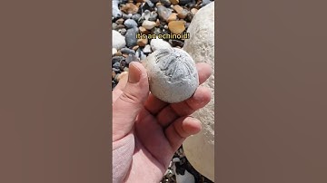 Echinoid hunting at East Sussex!🪨🐚 #fossils