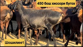 770031395☎️ Великан хиссори куйлар 