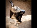 Activate Your Inner Honey Badger - Another Powerful and Inspiring Story  (THE SAAD TRUTH_1330)