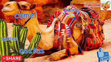 Connect plus for kg 1 Term 2 Teacher