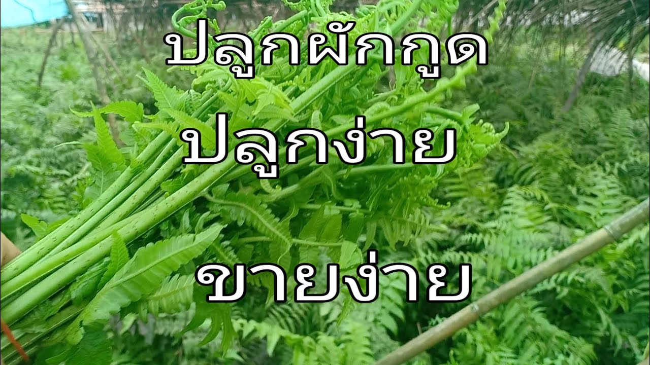 ปลูกผักกูดปลูกง่ายขายง่าย