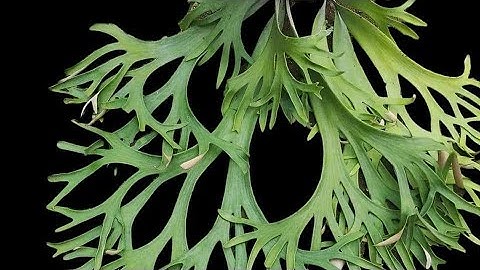 Ổ rồng ngoại - ổ rồng willinckii java ghép bảng sẵn