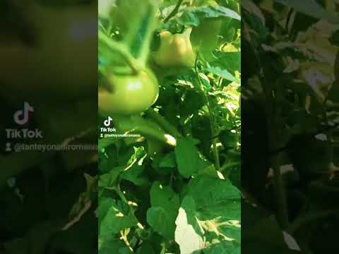 The Beautiful of Rural Life #shortvideo #chili #tomato #rural #farmlife #farming #shortvideo #shorts