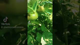 The Beautiful of Rural Life #shortvideo #chili #tomato #rural #farmlife #farming #shortvideo #shorts