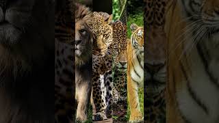 Why "Black Panther" Is NOT A Real Species! 🤯#facts #animals #panther #bigcatswildlife #shortsfeed
