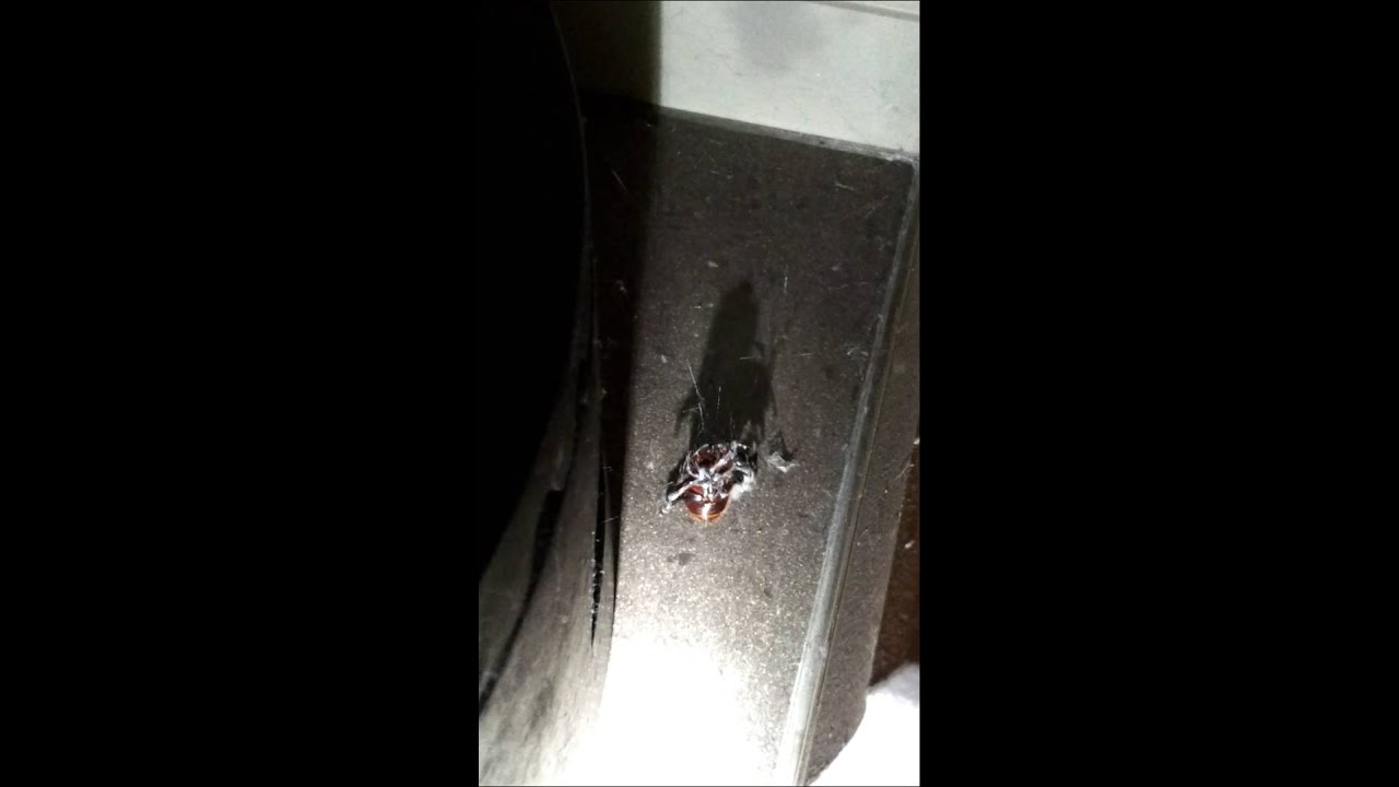 Screaming Cockroach Youtube