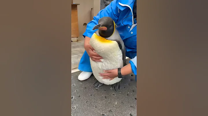 Why You Should Never Touch Penguins in Antarctica 🐧❄️.