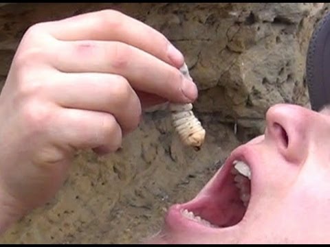 How To Cook and Eat Giant Grubs 