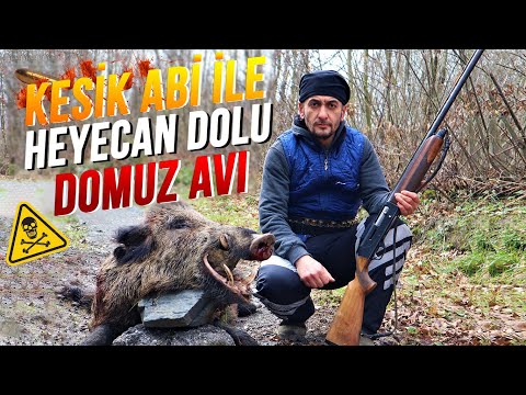 KESİK ABİ İLE HEYECAN DOLU DOMUZ AVI !! (2 DOMUZ AVLADIK) | Wildboar Hunting