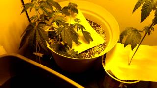Indoor grow room update flowering day 2