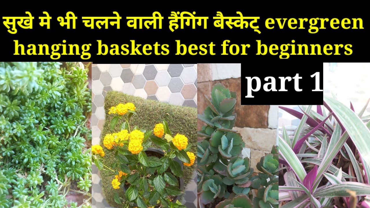 Drought tolerant hanging baskets/low maintenance outdoor hanging