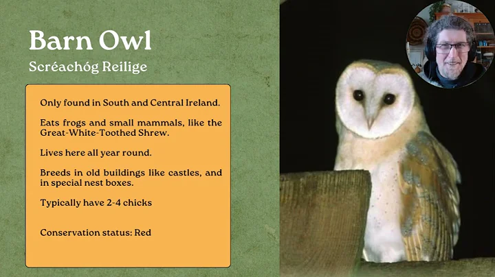 Guide to Ireland's 3 species of Owl