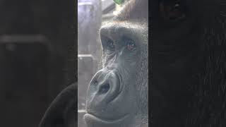 Close up! Adorable black back gorilla Gentaro #gorilla #momotarofamily #gorille #gorila