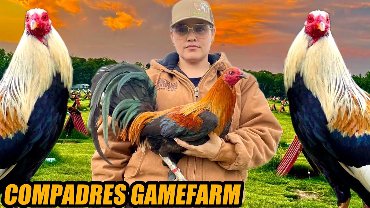 Leiper Hatch Brownred And Popeye Greys Radio | COMPADRES GAMEFARM