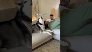 Farting Prank On My Talking Husky! (SHE GOT MAD)          #husky #dog #shorts #funnyvideo