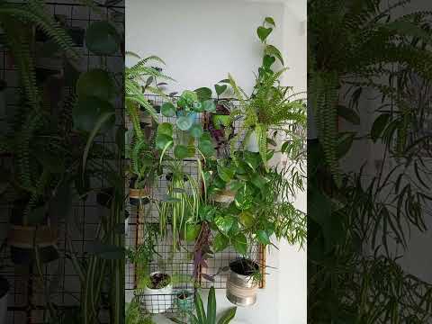 Vidéo: Living Wall Garden - Créer un mur vivant de plantes pour l'intérieur