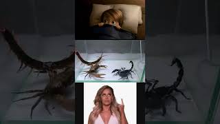 Scorpion vs centipede vs crob ,😱😱😱😱😱😱😗