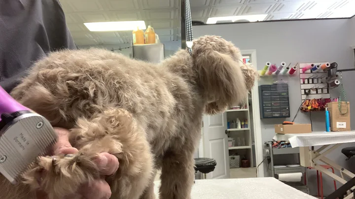Paw pads