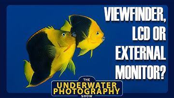 Viewfinder, LCD Screen or External Monitor? Advantages of each for shooting stills underwater.