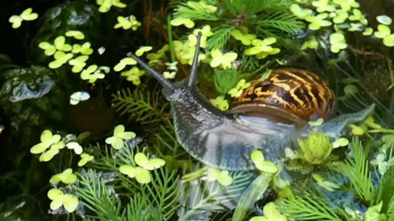 Snail 'Swimming' In Pond YouTube