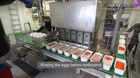 Amazing Wild Salmon Eggs Harvesting technology-Automatic Fish Egg Fertilization Processing Factory