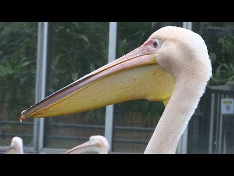 Dierentuin Artis Amsterdam (02):  Roze Pelikanen