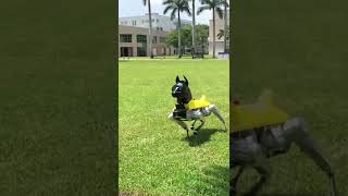 Robot Dog Out of Control!