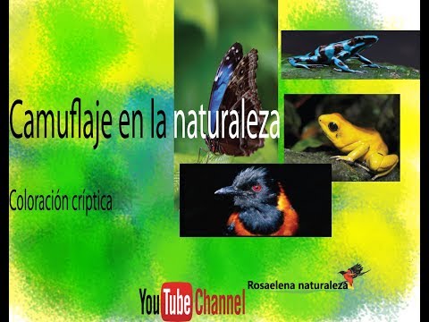 Video: ¿Qué animales muestran una coloración críptica?