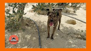 Rescued Dogs Brando and Jude Are a Power Couple Now by Jutta Shelter 1,073 views 12 days ago 2 minutes, 27 seconds