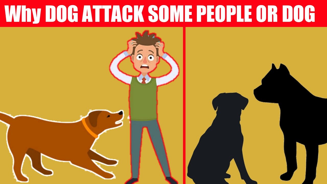 Why Do Dogs Bark At Some Strangers And Not Others