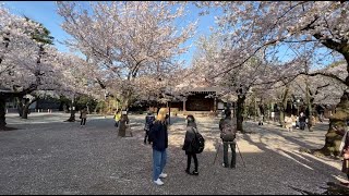 ３月　桜　靖国神社　ー　12ヶ月の東京