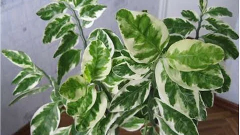 Комнатный цветок. Педилантус или хребет дьявола \ Indoor flower Pedilanthus
