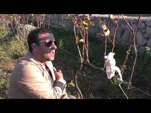 კახეთის ხმა   რუისპირის ბიოდინამიური მეურნეობა