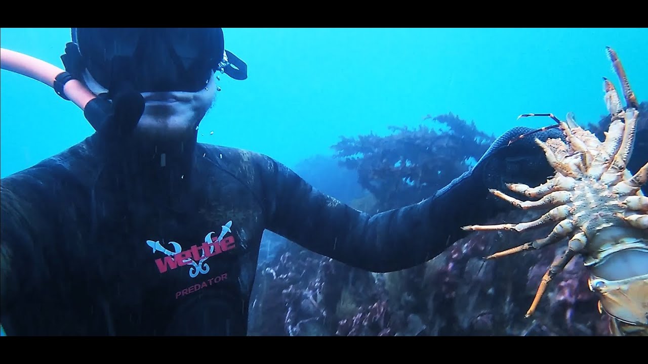 Crayfish Dive! Banks Peninsula Vlog 3 YouTube