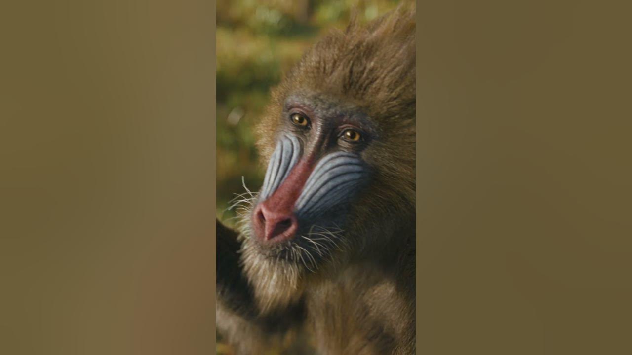 Mufasa: The Lion King | " Fight With Me" | In Theaters December 20 - Exploring the unlikely rise of the beloved king of the Pride Lands, “Mufasa: The Lion King” enlists Rafiki to relay the legend of Mufasa to young lion cub Kiara