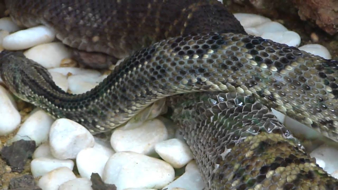 imagens de lagarto para colorir comendo cobra imagens de lagarto para colorir comendo cobra