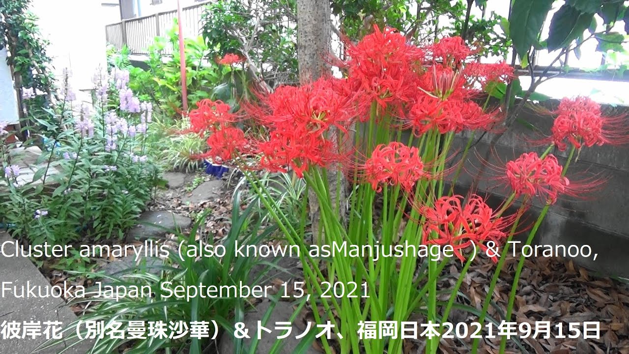 彼岸花 別名曼珠沙華 トラノオ 福岡日本21年9月15日cluster Amaryllis Also Known Asmanjushage Toranoo Fukuoka Youtube 彼岸花 別名曼珠沙華 トラノオ 福岡日本21年9月15日cluster Amaryllis Also Known Asmanjushage Toranoo Fukuoka Youtube