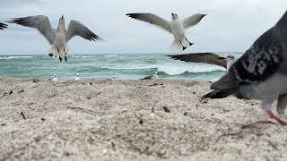 Birds at Haulover Beach (seagulls, pigeons, egrets, terns)